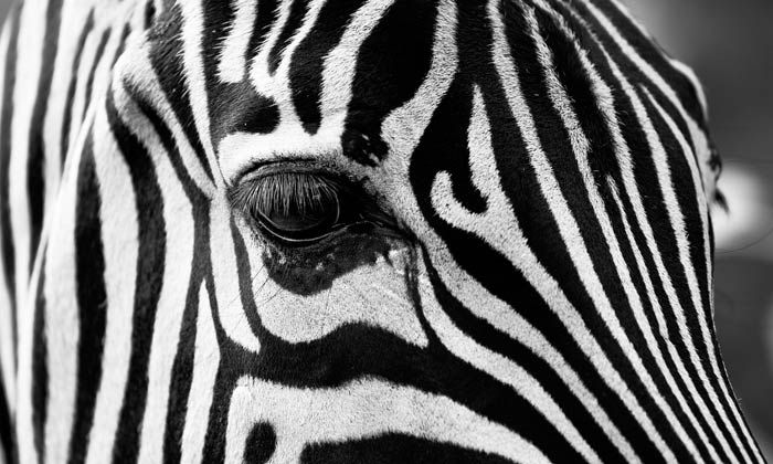 Puzzle rayures de zèbre