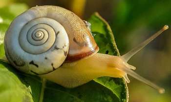 Puzzle 3514 - coquille d'escargot