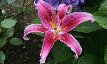 Puzzle 3515 - fleur du jardin