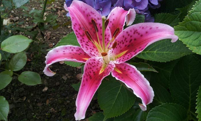 Puzzle fleur du jardin