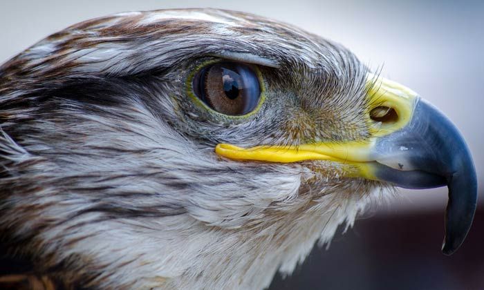 Puzzle bec d'aigle