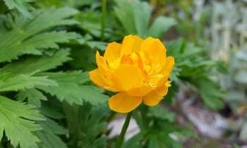 Puzzle 3518 - une belle fleur jaune