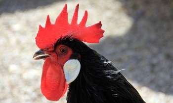 Puzzle 3523 - coq