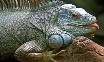 Puzzle 3525 - gros iguane