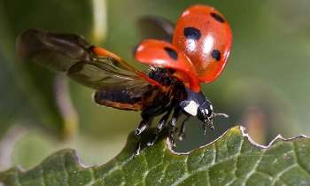 Puzzle 3528 - Coccinelle à l'envol