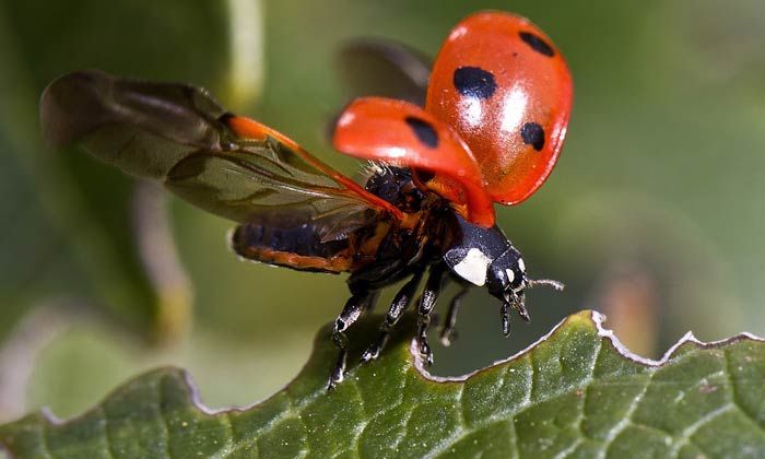 Puzzle Coccinelle à l'envol