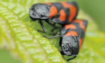 Puzzle 3532 - 2 insectes