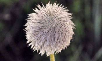 Puzzle 3539 - fleur blanche