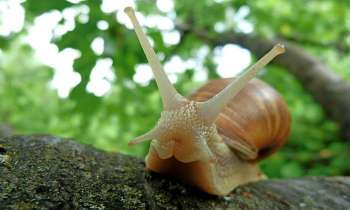 Puzzle 3543 - escargot