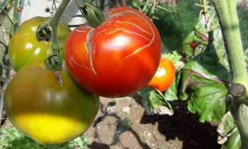 Puzzle 3547 - tomates du jardin