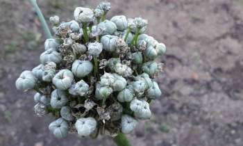 Puzzle 3550 - plante