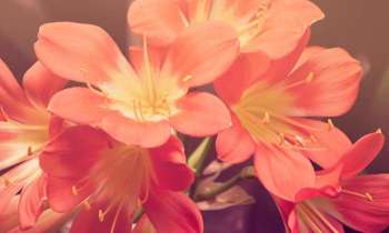 Puzzle 3552 - Fleurs roses