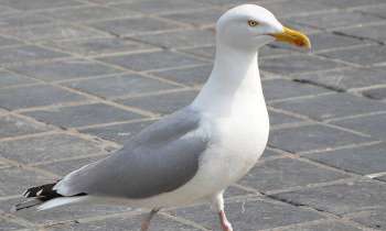Puzzle 3562 - Mouette blanche