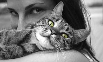 Puzzle 3565 - chat heureux