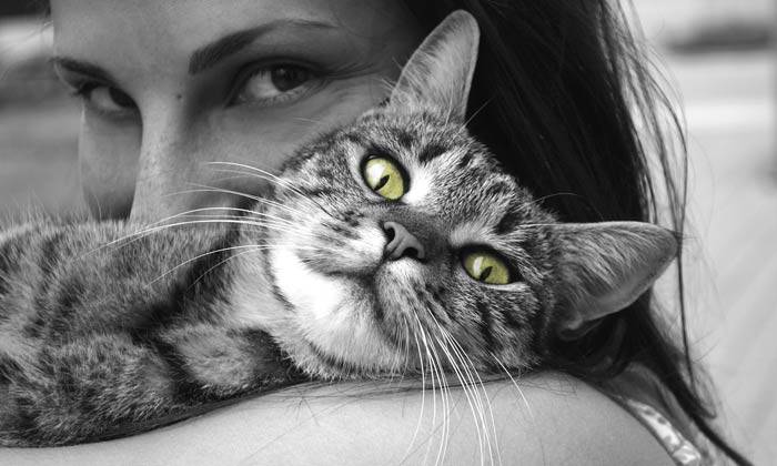 Puzzle chat heureux