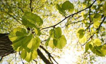 Puzzle 3578 - un peu de verdure