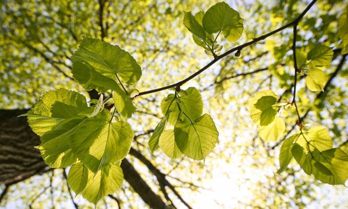 Puzzle un peu de verdure