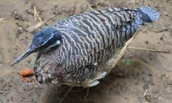 Puzzle 3585 - oiseau sauvage