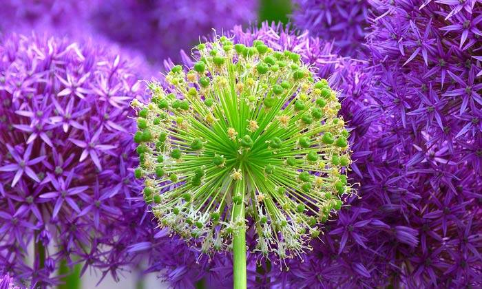 Puzzle fleurs verte et violettes