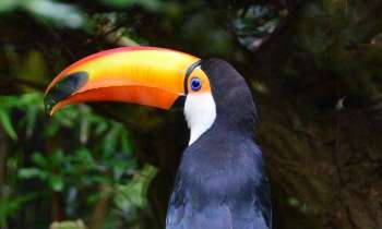 Puzzle 3593 - Toucan bleu