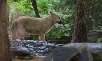 Puzzle 3597 - loup arctique
