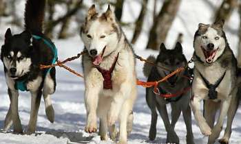 Puzzle 3604 - chiens de traineau