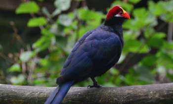 Puzzle 3608 - oiseau