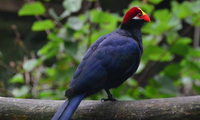 Puzzle oiseau