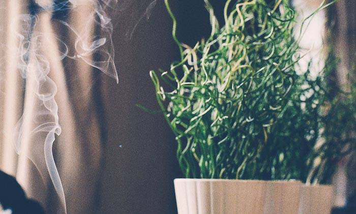 Puzzle plante en pot