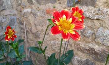 Puzzle 3625 - fleurs devant le mur