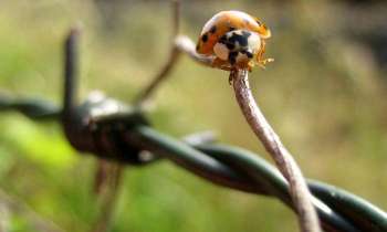 Puzzle 3628 - Coccinelle sur un barbelé