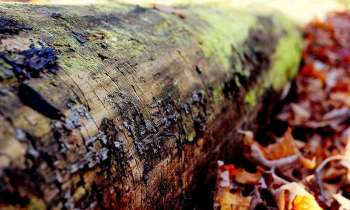 Puzzle 3630 - Tronc d'arbre