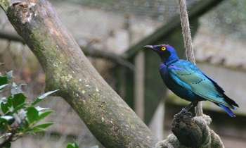 Puzzle 3635 - oiseau bleu