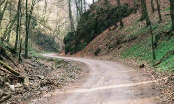 Puzzle 3637 - Chemin forestier