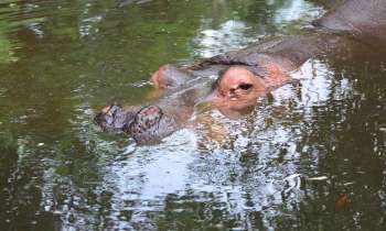 Puzzle 3643 - hippopotame
