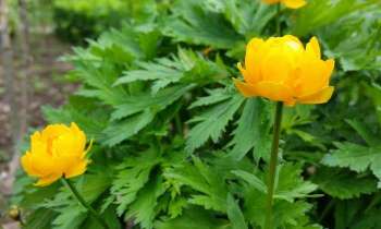Puzzle 3644 - des fleurs jaunes