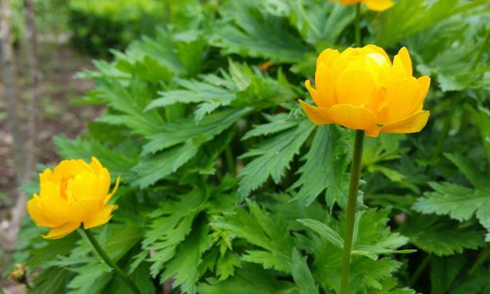 Puzzle des fleurs jaunes