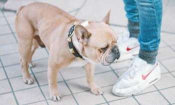 Puzzle 3651 - bulldog