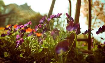 Puzzle 3814 - Fleurs en pleine nature