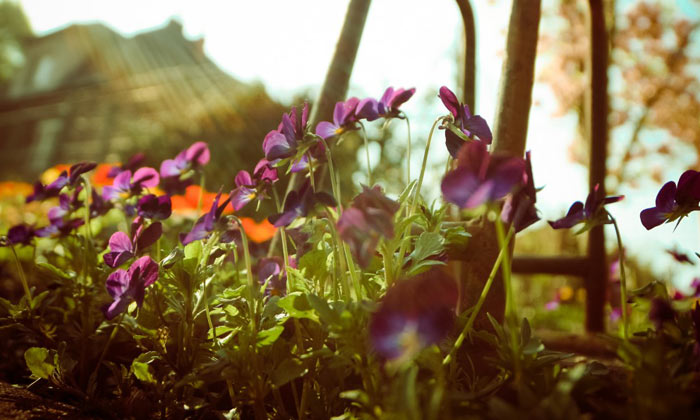 Puzzle Fleurs en pleine nature