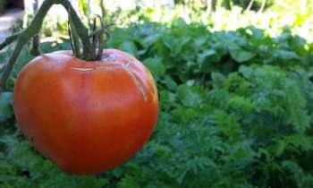 Puzzle 3785 - Tomate bien mûre