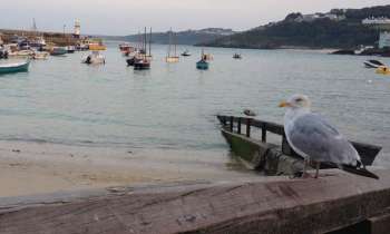 Puzzle 3752 - Mouette et bateaux