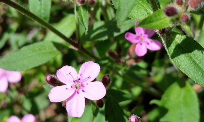 Puzzle Petites fleurs roses