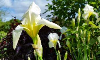 Puzzle 3684 - Jardin fleuri