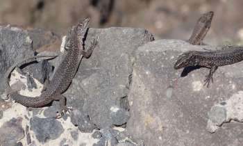 Puzzle 3851 - 3 lézards