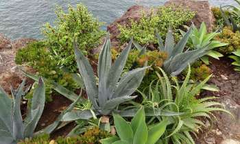 Puzzle 3842 - Plantes Aloé vera