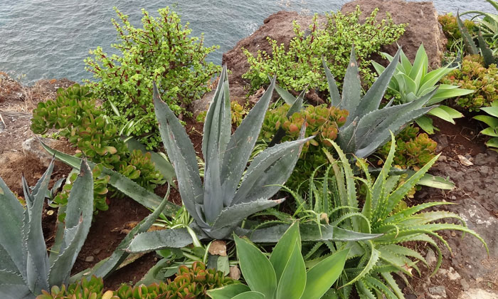 Puzzle Plantes Aloé vera