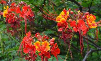 Puzzle 3950 - Fleurs flamboyantes