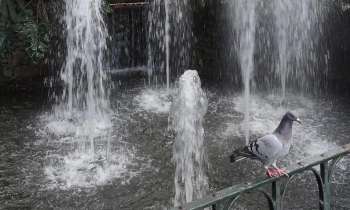 Puzzle 3719 - Pigeon et jet d'eau