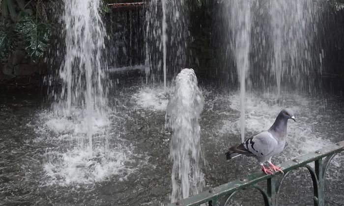 Puzzle Pigeon et jet d'eau